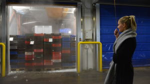 Bären levereras till produktionsanläggningen i Korsholm där de fryses in, rensas och förpackas. En del bär säljs till den finländska marknaden men största delen exporteras till Europa och Asien. Kvinna på bäranläggning.
