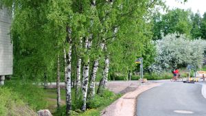 Det finns många vuxna björkar på området från tidigare. Gröna björkar intill en cykelväg.