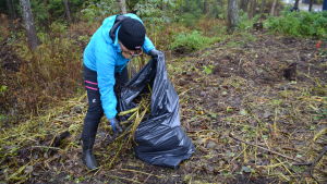Jonna Grönqvist-Lehtonen fyller ytterligare en sopsäck med trädgårdsavfall. Kvinna fyller sopsäck med trädgårdsavfall.