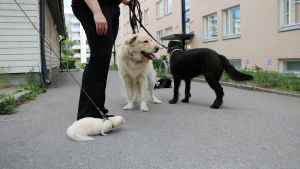 Levänens Tamillrar kommer mycket bra överens med hundarna i familjen men ibland retar de hundarna. Då blir de instängda i ett annat rum en stund. På bilden ser man två stora hundar och en tamiller i koppel.