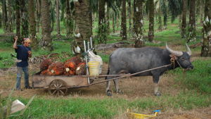 Palmoljeplantager täcker allt större delar av Borneo och Sumatra. Terrängen är ofta så eländig att plantagearbetarna använder vattenbufflar i stället för traktorer. En man står bakom en kärra som dras av en vattenbuffel.