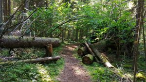 Här syns en del av friluftsleden i Karkali naturreservat i Lojo. Träd som röjts undan så man kommer fram på friluftsleden i Karkali naturreservat.