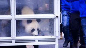 Jättepandan Pyry (Jin Bao Bao) i en bur på Helsingfors-Vanda flygplats. Jättepandan Jin Bao Bao i en bur på Helsingfors-Vanda flygstation