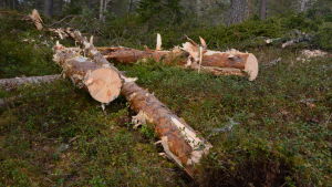 Det är förbjudet att fälla träd, spränga och jämna ut marken på det området där bolaget önskar byggplatser. Området ska istället bevaras i naturtillstånd. Bilden är inte från Strömsö. Massaved i Maxmo.