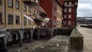 När ska det här ta slut? När får vi se människomyller på gatorna igen? Här en öde gata och en ensam fågel i Porto, Portugal 17.2.2021 Öde gata i Porto, Portugal 17.2.2021