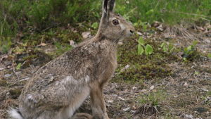 Fältharen äter gärna nejlikor på begravningsplatsen. Hare som sitter i skogen.