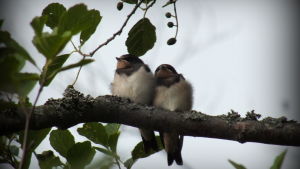 Insekter är dessutom mat för många djur, speciellt fåglar. Antalet hussvalor har till exempel på bara fyra decennier minskat med över 90 procent. En orsak till det är att de inte hittar tillräckligt med insekter att äta. Trygget. BIlden tagen på Tistronskatan i Härkmeri. Foto Marianne Sjöström