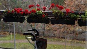 Att glasa in balkongen ska gå rätt enkelt. Blommor och rollator på inglasad balkong