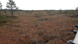 Såhär ser en odikad myr ut. Där växer dåligt med träd. Myr i Torronsuo nationalpark nära Somero i november 2014
