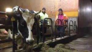 Kon äter medan den beundras av Crista Hällfors och Henrika Husberg Kon äter medan Crista Hällfors och Henrika Husberg beundrar