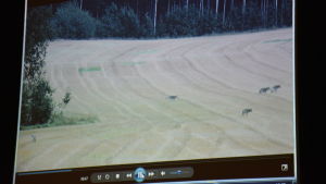 På mötet visades ett videoklipp på vargflocken som huserar i norra Raseborg. En video av en vargflock visas i en mediespelare på en dator.