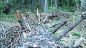 Det har vuxit stora gamla granar på motionsbanan. Arkivbilden är inte från Pojo. En gran som ligger på marken. Grenarna är brutna. Grön natur i bakgrunden.