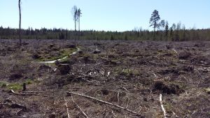 Metsätalous vaikuttaa luonnon monimuotoisuuteen. Kalhygge vid Kurjenrahka nationalpark.