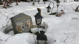 Hautakivi eläinten hautausmaalla.