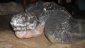 En stor sköldpadda på en nattlig strand.