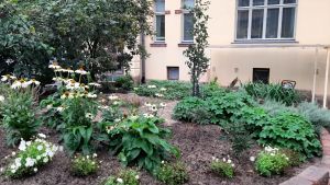 Ny grön rabatt på Heidekens gård Höstlig växtrabatt med stenparti på asfalterad innergård av gult hus.