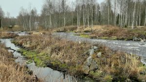 Vid Björkfors finns gamla fåran kvar så där öppnar man enkelt en fiskväg, enligt Kai Saviaro. Björkfors i Esse å.