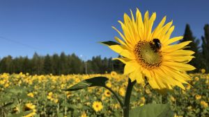 Staden delar ut solrosfrön till sina invånare under jubileumsåret. Auringonkukkia pellolla
