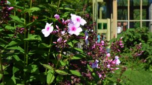 Mylla runt i rabatten höst och tidig vår innan fröogräsen fått fäste så sparar du in på ogräsrensningen. rosa phlox