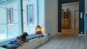 Förutom tre barn i åldern 5-15 hör också hunden Zorro till familjen. Hund ligger i fönster.