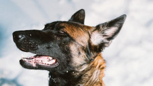 Skydd är en hobby där hunden lär sig bland annat att vakta, skydda och hitta människor. Över 2 000 personer håller på med grenen i Finland. Den belgiska vallhunden Harmi kniper ihop ögonen och har munnen öppen..