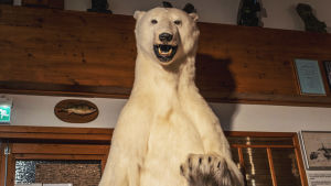 Jääkarhupatsas, joka muistuttaa täytettyä jääkarhua.