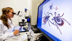 Forskarna hoppas att fästingarna ännu ska ge svar på de många frågor som finns kring fästingburna sjukdomar. Forskare studerar fästingar.