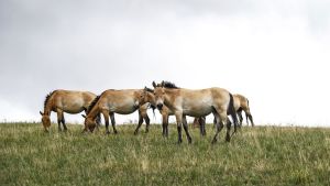 Przewalskis häst, den sista äkta arten av vildhäst som finns kvar, dog ut i det vilda men har tack vare enorma insatser återinförts på den mongoliska stäppen. Bild på hjord med vildhästar som betar mot en molnig himmel.