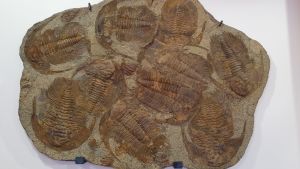 Fossiliserade trilobiter. De var planetens herrar under nästan 300 miljoner år. De var överallt! Nåja, inte så mycket på land. Fossiliserade trilobiter.