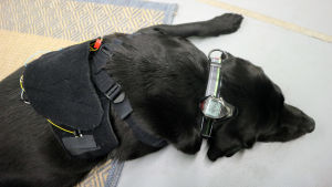 musta labradorinnoutaja makaa lattialla aktiivisuusmittari kaulassa