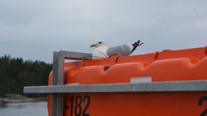 Snart får Högsarfärjan måsungar En mås ligger och ruvar i ett bo ovanpå en räddningsflotte på Högsarfärjan.