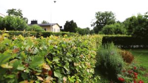 Egnahemshusen i området omges av grönskande trädgårdar. En grön häck. I bakgrunden skymtar ett gult hus.