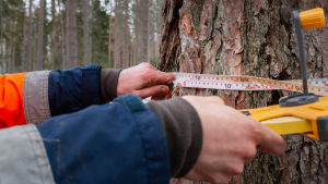 Robert Lindholm mäter omfånget på ett lärkträd Fiskars skogschef Robert Lindholm meter omfånget på ett lärkträd.
