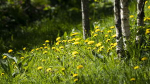 Ogräset kan frodas på sommaren, men när hösten kommer, låt det då vara så har pollinerande insekter någonstans att övervintra. Voikukkia nurmikolla koivujen alla.