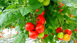 I framtiden kan tomatodlingar kombineras med fiskodlingar. Tomatodling, Flera tomatklasar