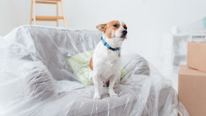 Många vill flytta ut på landet i coronatider. Arkivbild. En hund sitter på en soffa som är överdragen med renoveringsplast.