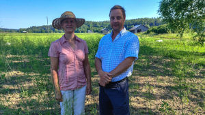 Annika Wickström och Ben Packalén är än så länge odlare på deltid. En kvinna och en man står mellan sparrisodlingar.