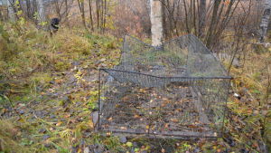 Någon har förstört mårdhundsfällan i Jägarbacken i Ekenäs. En söndrig mårdhundsfälla vid en björk i småbåtshamnen i Jägarbacken.