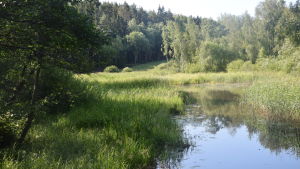 På sina ställen är Raseborgsån rätt igenväxt. En å med stark vegetation.