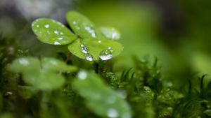 "Dreamy morning after rain" heter den här fototavlan av Sara Nylund. Fotografi, Närbild på harsyra med daggdroppar.