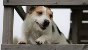 Vem som äger Parson kan förbli ett mysterium. Hunden Parson på en klätterställning.