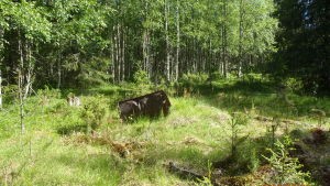 Tunturilehtos fångförläggning har så gott som förmultnat. Rostigt metallbråte vid en sönderfallen byggnad.