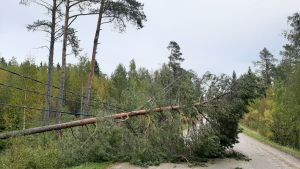 Såhär såg det ut i Öja i Karleby efter stormen Aila tidigare i höstas. Den nuvarande stormen beräknas inte bli lika kraftig. En tall som ligger över elledningar och väg.