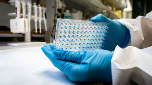 CDNA-prover som behövs i samband med analysen. Sinisten suojakäsineiden peittämät kädet pitelevät CDNA-näytteitä lähikuvassa .
