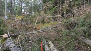 Terrängen är förstörd efter röjningsarbetena anser markägarna. Avverkade träd vid elledning på Notholmen, Skåldö i Ekenäs skärgård.