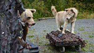 Så här ser de nästan riktiga rovdjuren ut, gömda bakom ett kamouflerande skynke. Konstgjord björn och varg.