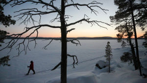 Lumikenkäilijä talvella järven jäällä Lapissa.