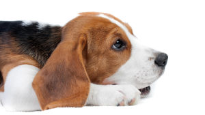 Labbhundar är oftast av rasen Beagle. En hund av rasen Beagle ligger på ett vitt golv. Hunden ser lite ledsen ut.