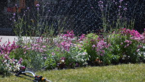 En vattenspridare i Rådhuskvären i Hangö. En bild på en vattenspridare som vattnar blommor. Den har flera strålar och bevattnar en rabatt med blommor i olika höjd.