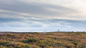 Himlen har haft stor betydelse i Niclas Rantalas bilder hittills. Öppet hedlanskap med hav i horisonten på Jurmo.
